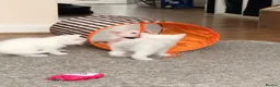 Mixed Breed cats for sale: Beautiful white kittens  - Advert 7