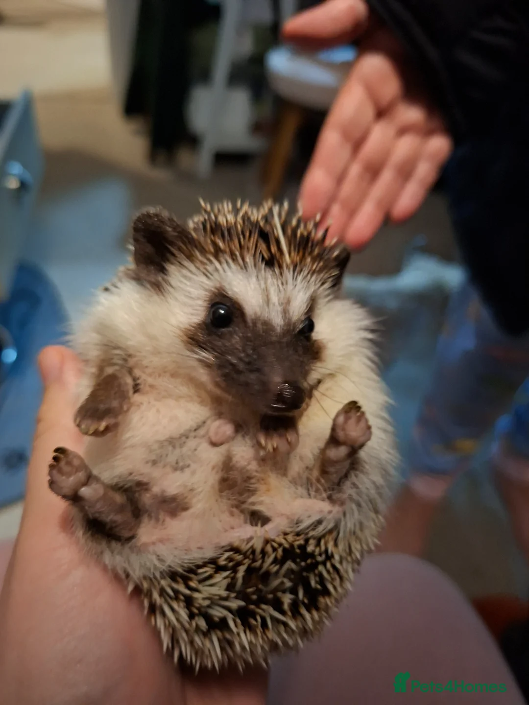 Pygmy Hedgehog rodents for sale: African Pygmy Hedgehog - Advert 4