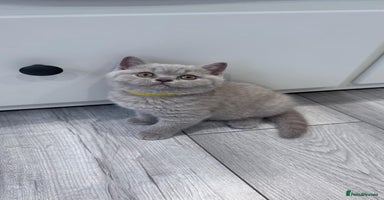British Shorthair cats - Advert 7