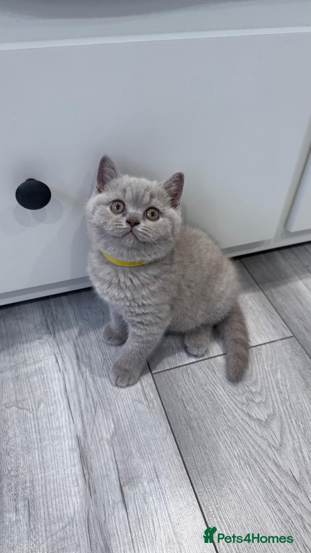 British Shorthair cats for sale: 4 British shorthair kittens  - Image 3
