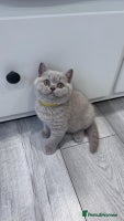 British Shorthair cats - Advert 7