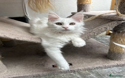 Maine Coon cats for sale: Pedigree TICA Reg Mine coon kittens  - Image 6