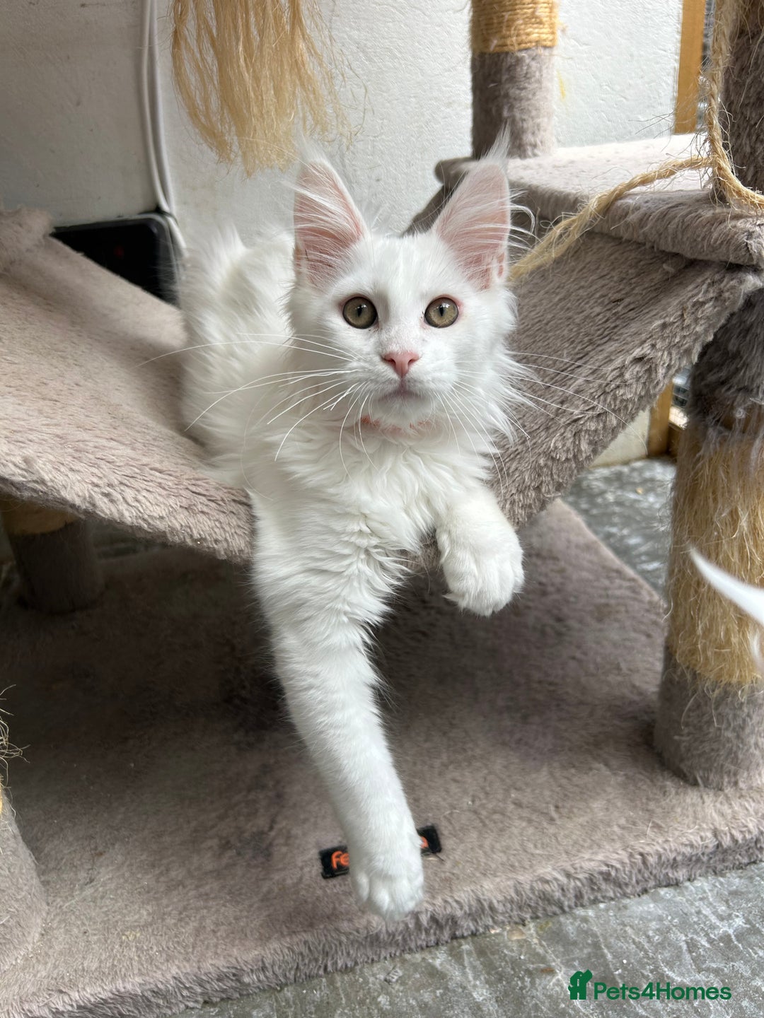 Maine Coon cats for sale: Pedigree TICA Reg Mine coon kittens  - Image 6