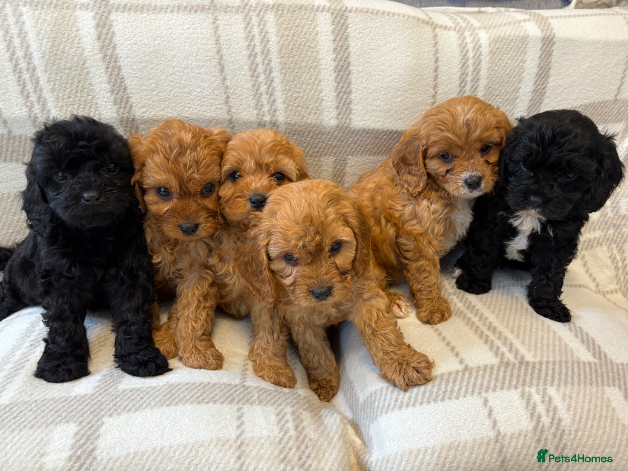 Cavapoo dogs cavapoo puppies fully vet health checked - Advert 7