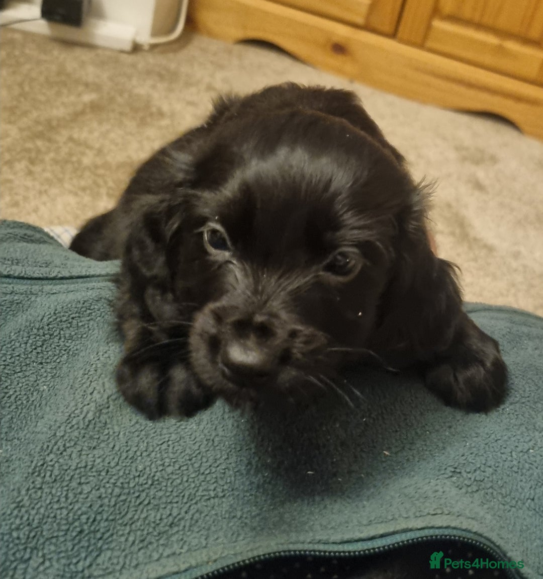 Cocker Spaniel dogs for sale: Gorgeous Working Cocker Boys - Advert 10