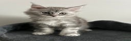 Maine Coon cats for sale: Pedigree Massive TICA Registered Maine Coon Large - Advert 8