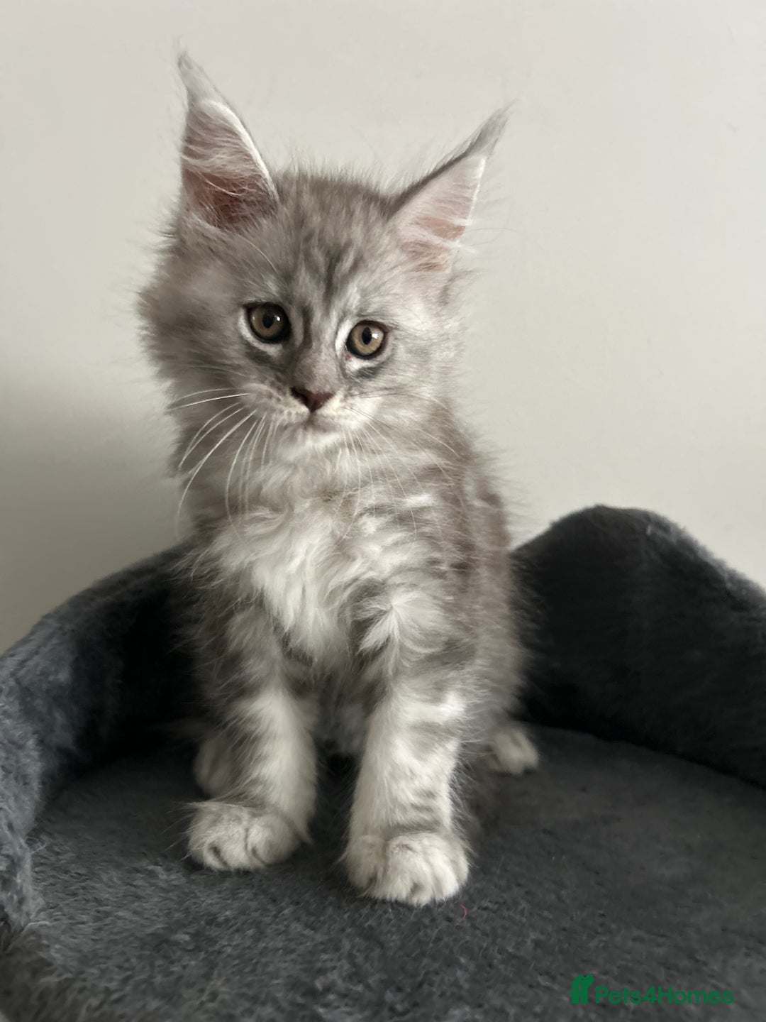 Maine Coon cats for sale: Pedigree Massive TICA Registered Maine Coon Large - Advert 8