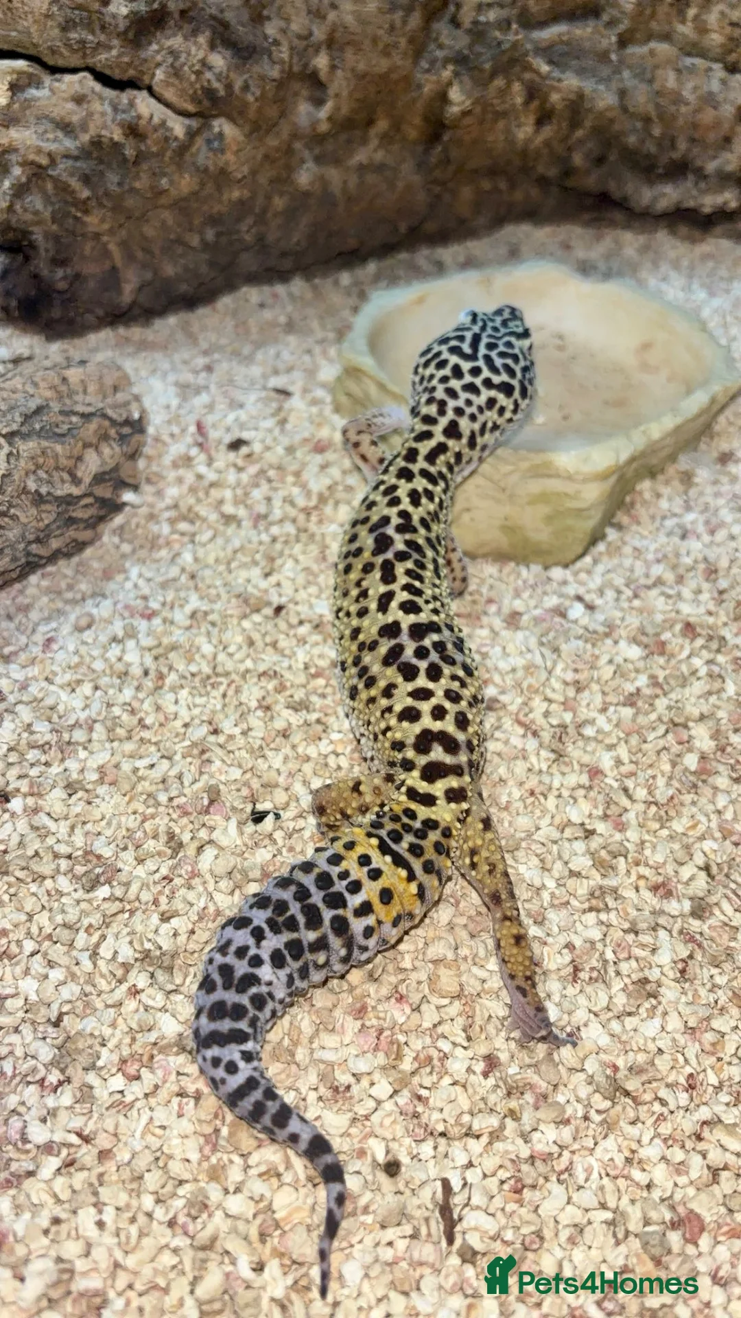 Leopard Gecko reptiles for sale: 🦎 Female Leopard Gecko & Full Set Up 🦎  - Advert 2