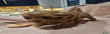 Cavapoo Puppy 5
