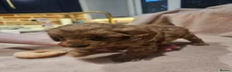 Cavapoo dogs for sale: Litter of 6 cavapoos - Advert 10