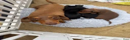 Miniature Dachshund dogs for sale: True mini dachshunds boy girl left - Advert 2