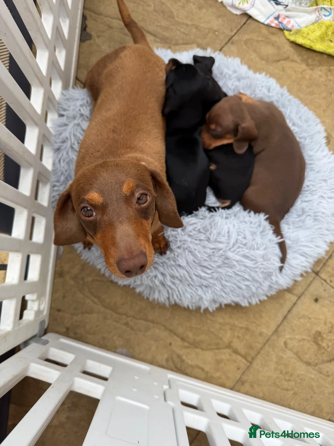 Miniature Dachshund dogs for sale: True mini dachshunds boy girl left - Advert 2