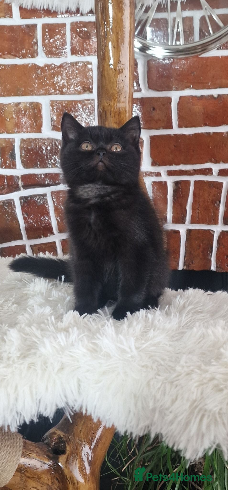 British Shorthair cats Tica Reg British Shorthair kittens Champion Lines - Advert 2