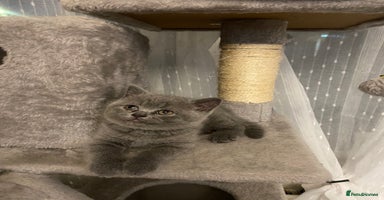 British Shorthair cats - Advert 9