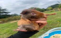 Guinea Pig rodents for sale: Two baby guinea pigs for sale  - Image 4