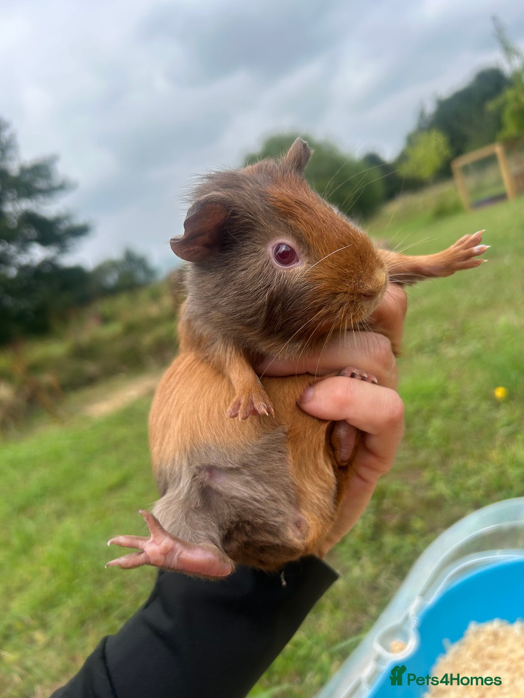 Guinea Pig rodents for sale: Two baby guinea pigs for sale  - Image 4