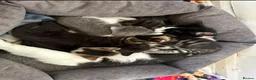 Mixed Breed cats for sale: 5 beautiful kittens  - Advert 2