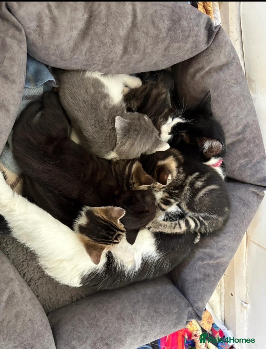 Mixed Breed cats for sale: 5 beautiful kittens  - Advert 2