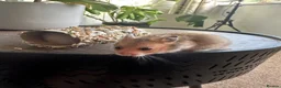 Hamster rodents for sale: Syrian hamster babies - Advert 3