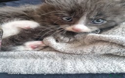 Mixed Breed cats for sale: 5 cute gray long-haired kittens for sale - Image 3