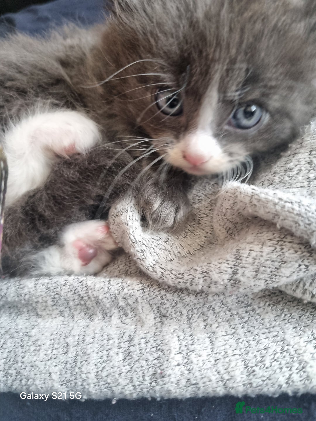 Mixed Breed cats for sale: 5 cute gray long-haired kittens for sale - Image 3