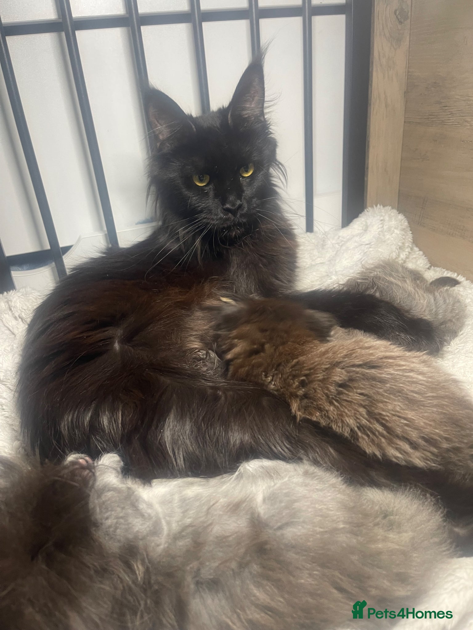 Maine Coon cats Maine coon - Advert 3