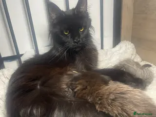 Maine Coon cats Maine coon - Advert 3