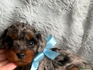 Cavapoo dogs F1b Cavapoo puppies - Advert 3