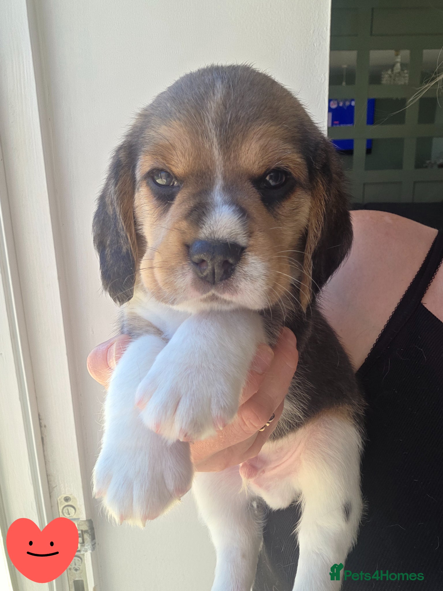 Beagle dogs Kc registered beagle puppies🐶1 girl & 1 boy left  - Advert 1