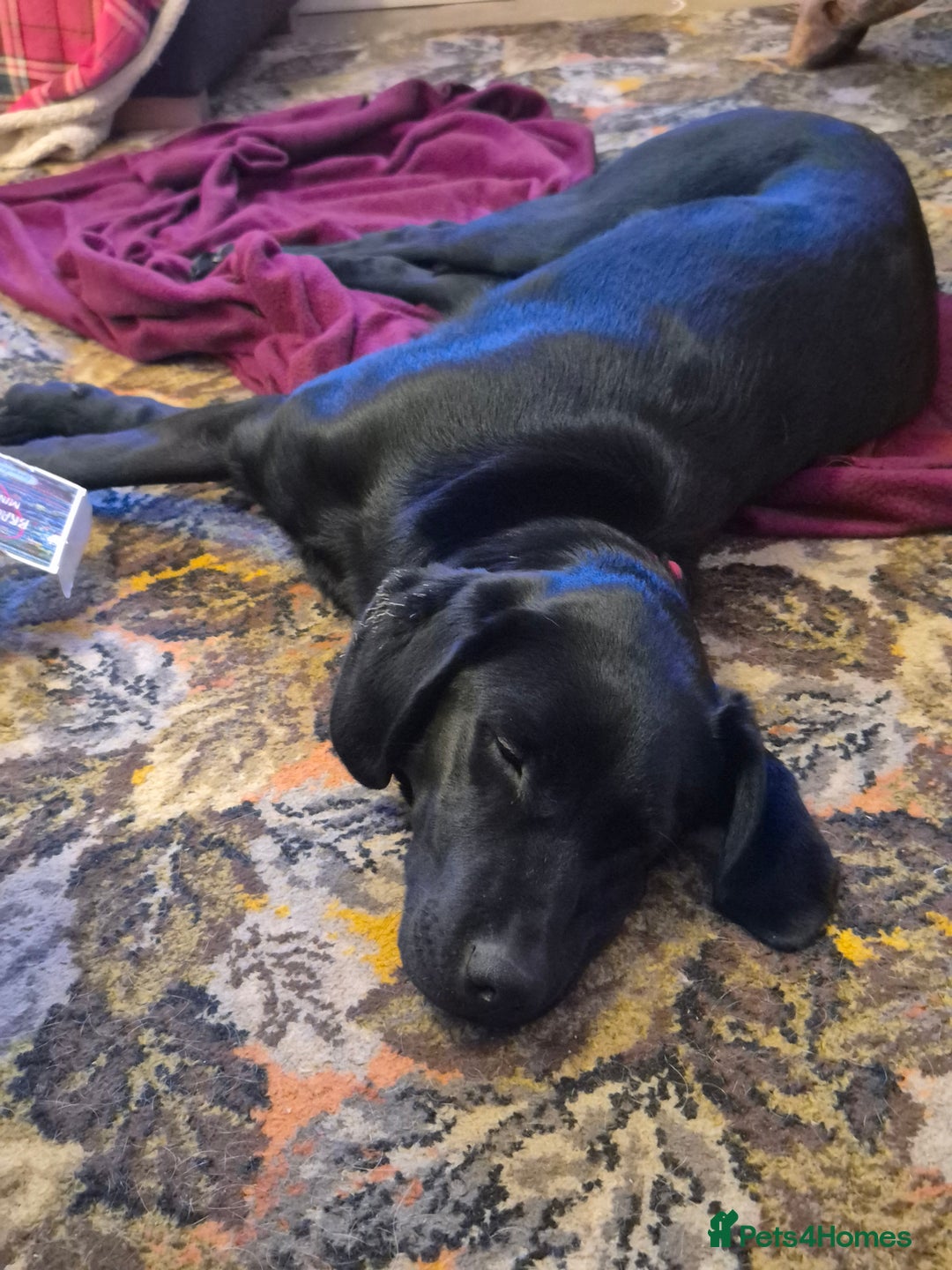 Labrador Retriever dogs for sale: Black labrador - Advert 13