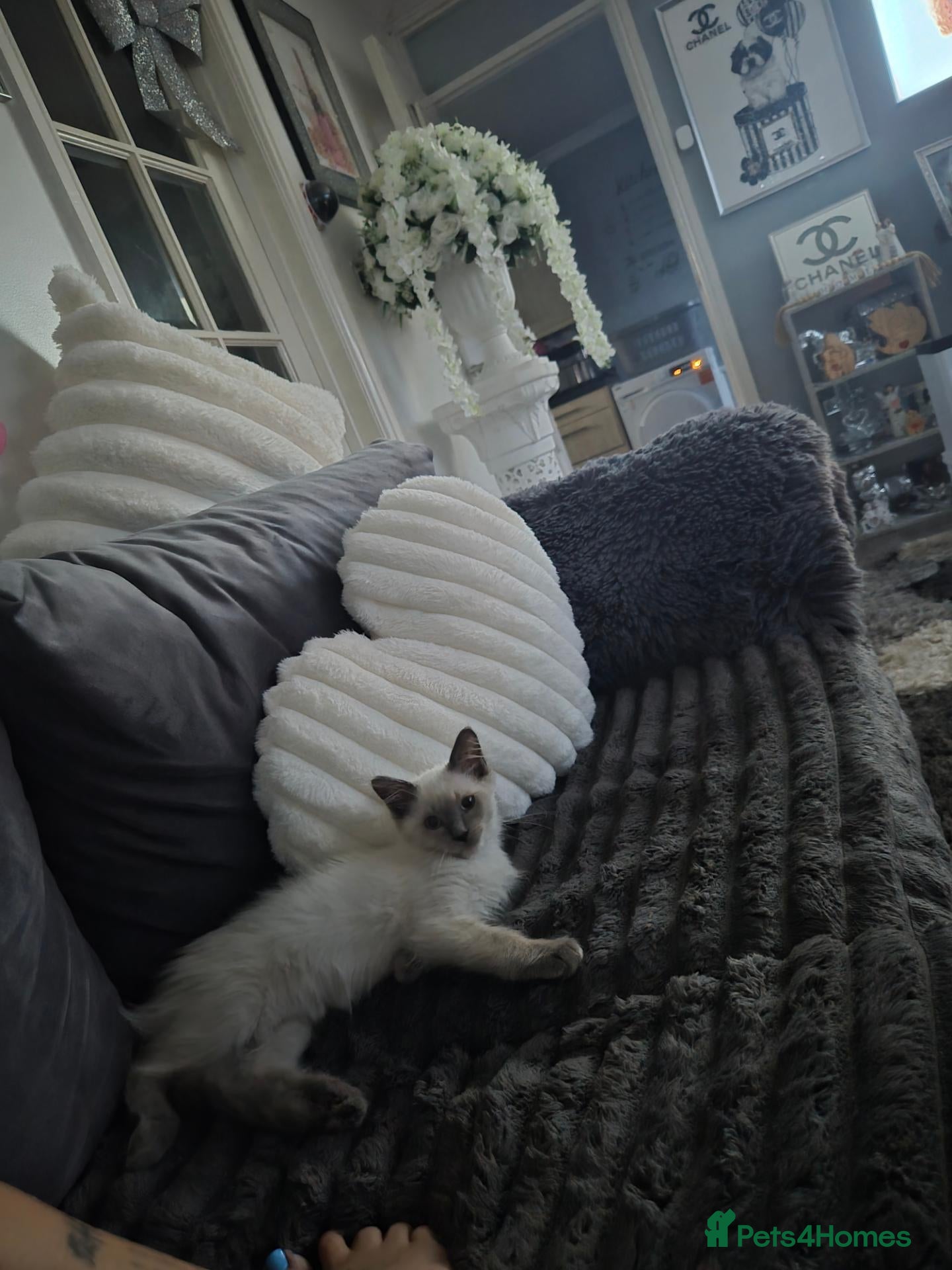 Ragdoll cats 3 month old male ragdoll kitten playful  - Advert 1