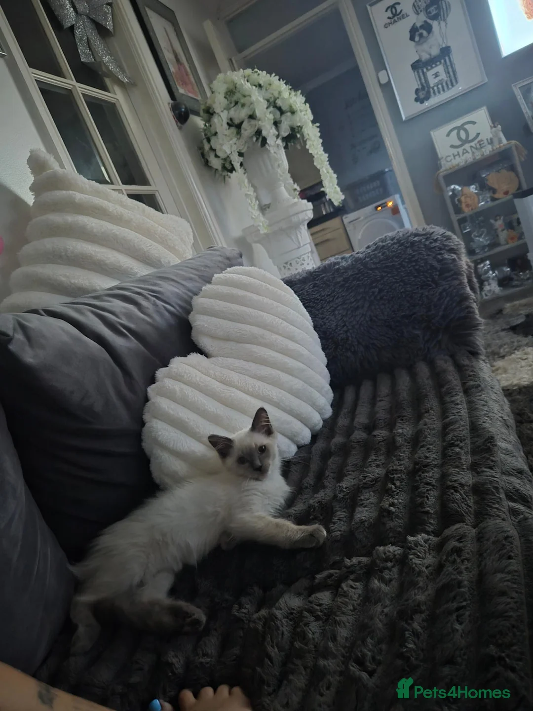 Ragdoll cats for sale: 3 month old male ragdoll kitten playful  in Luton - Advert 1