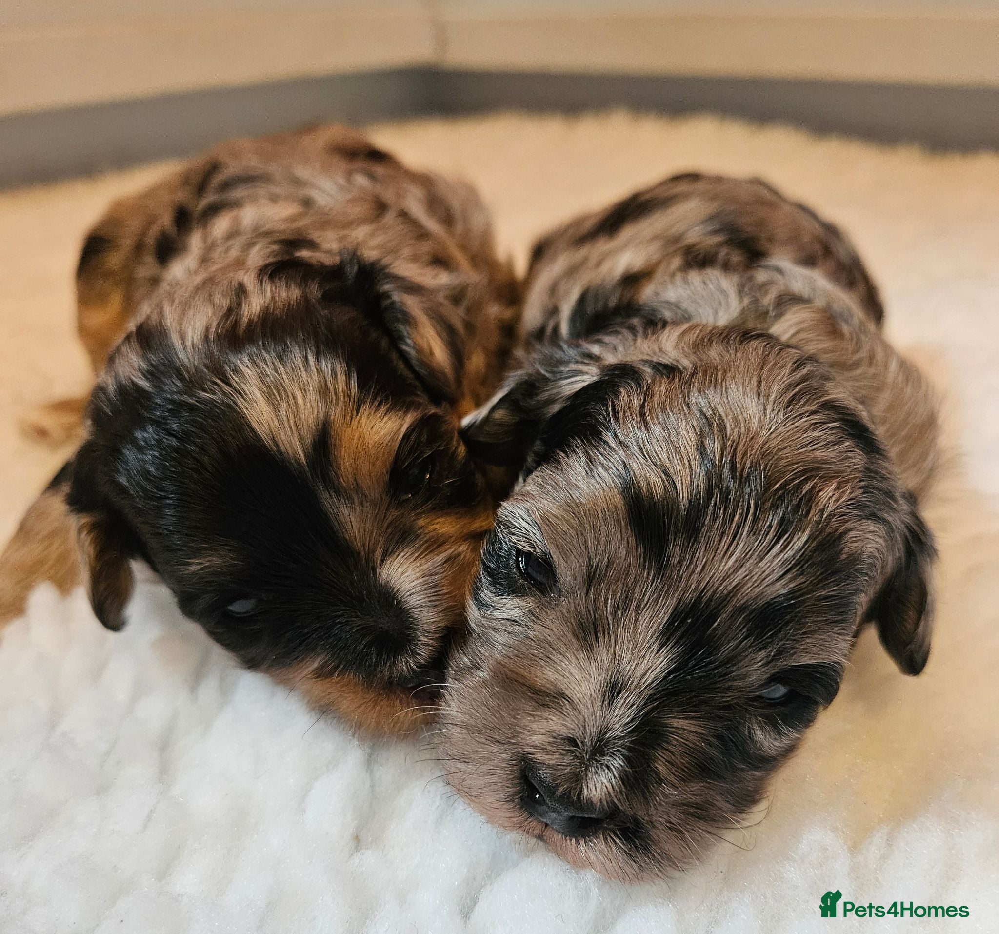 Maltipoo dogs Beautiful Blue Merle Maltipoos - Advert 1