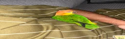 Parrots birds for sale: Caique (Orange-Headed) Parrot - Advert 4