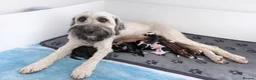 Mixed Breed dogs for sale: 🐾 Beautiful Poodle Cross Puppies 🐾 - Advert 9
