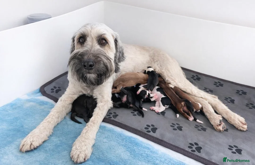 Mixed Breed dogs for sale: 🐾 Beautiful Poodle Cross Puppies 🐾 - Advert 9