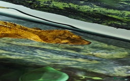 Gecko reptiles for sale: 2x crested gecko in Exoterra vivarium Sheffield - Image 3