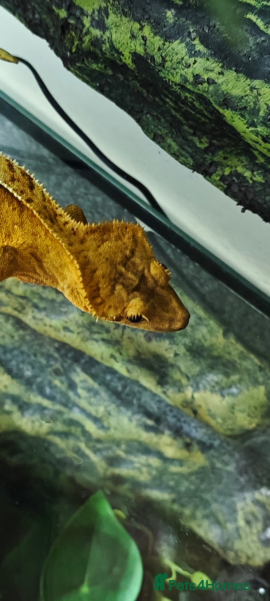 Gecko reptiles for sale: 2x crested gecko in Exoterra vivarium Sheffield - Image 3