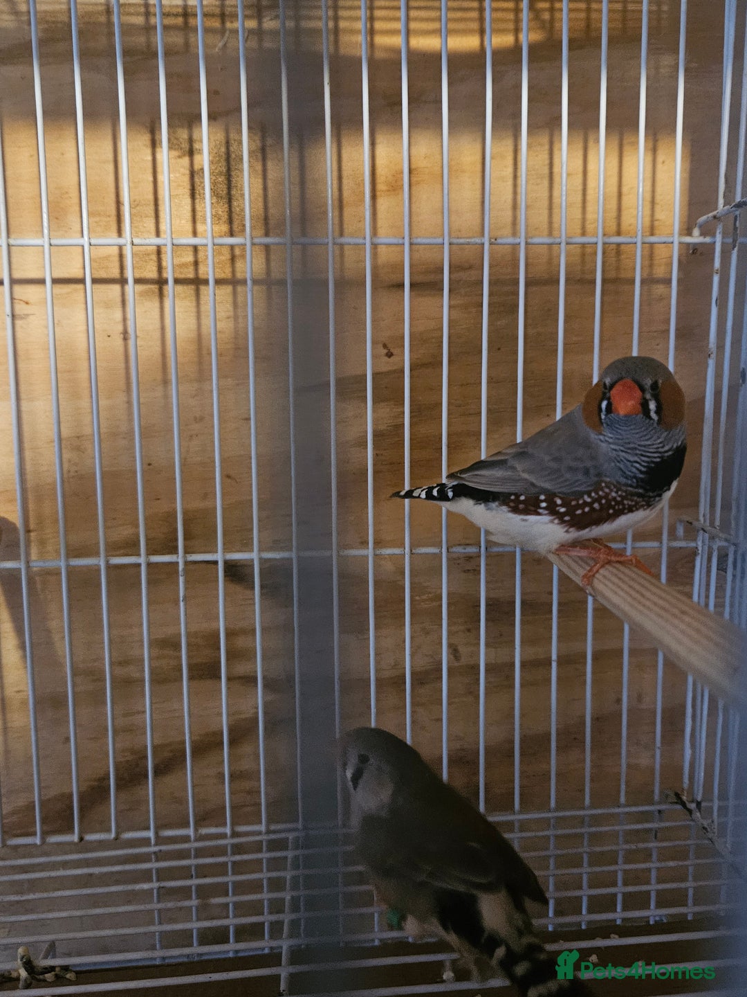 Finches birds for sale: Greenfinch, Bengalese Finches & Zebra Finches - Image 14