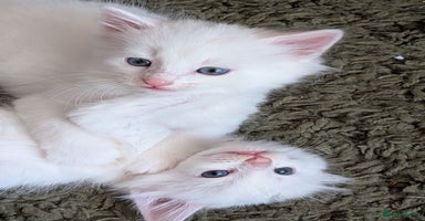 British Longhair cats - Advert 3