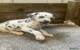 Dalmatian dogs for sale: KC Dalmatian Puppies  - Image 9
