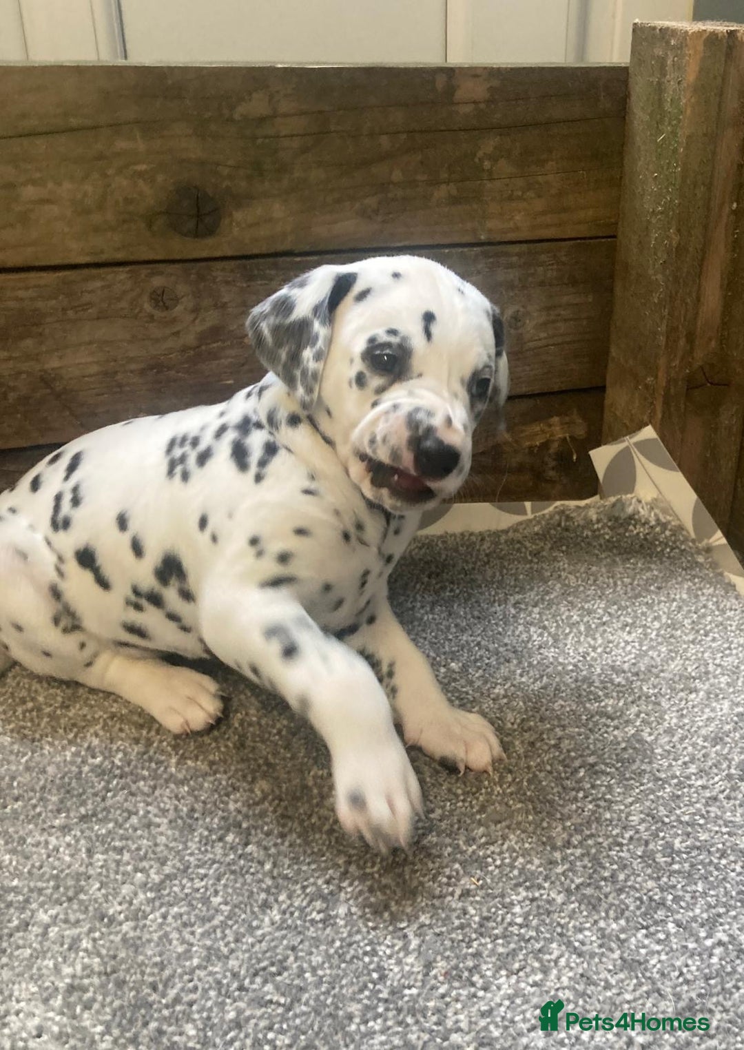 Dalmatian dogs for sale: KC Dalmatian Puppies  - Image 9