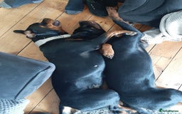 Rottweiler dogs for sale: Rottweiler puppy female  - Image 9