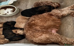 Cockapoo dogs for sale: Outstanding Cockapoos Puppies. 4 boys💙 2 girls 💗 - Image 36