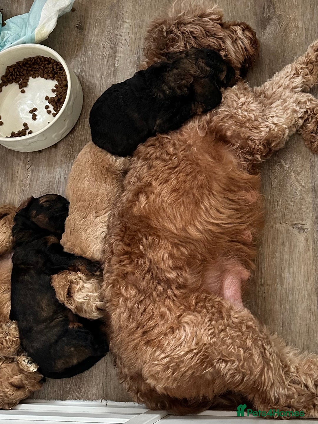 Cockapoo dogs for sale: Outstanding Cockapoos Puppies. 4 boys💙 2 girls 💗 - Image 36