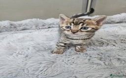Bengal cats for sale: Lovely bengal kittens(Tica reg.)😍 - Image 16