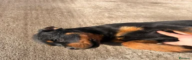 Rottweiler Puppy 5
