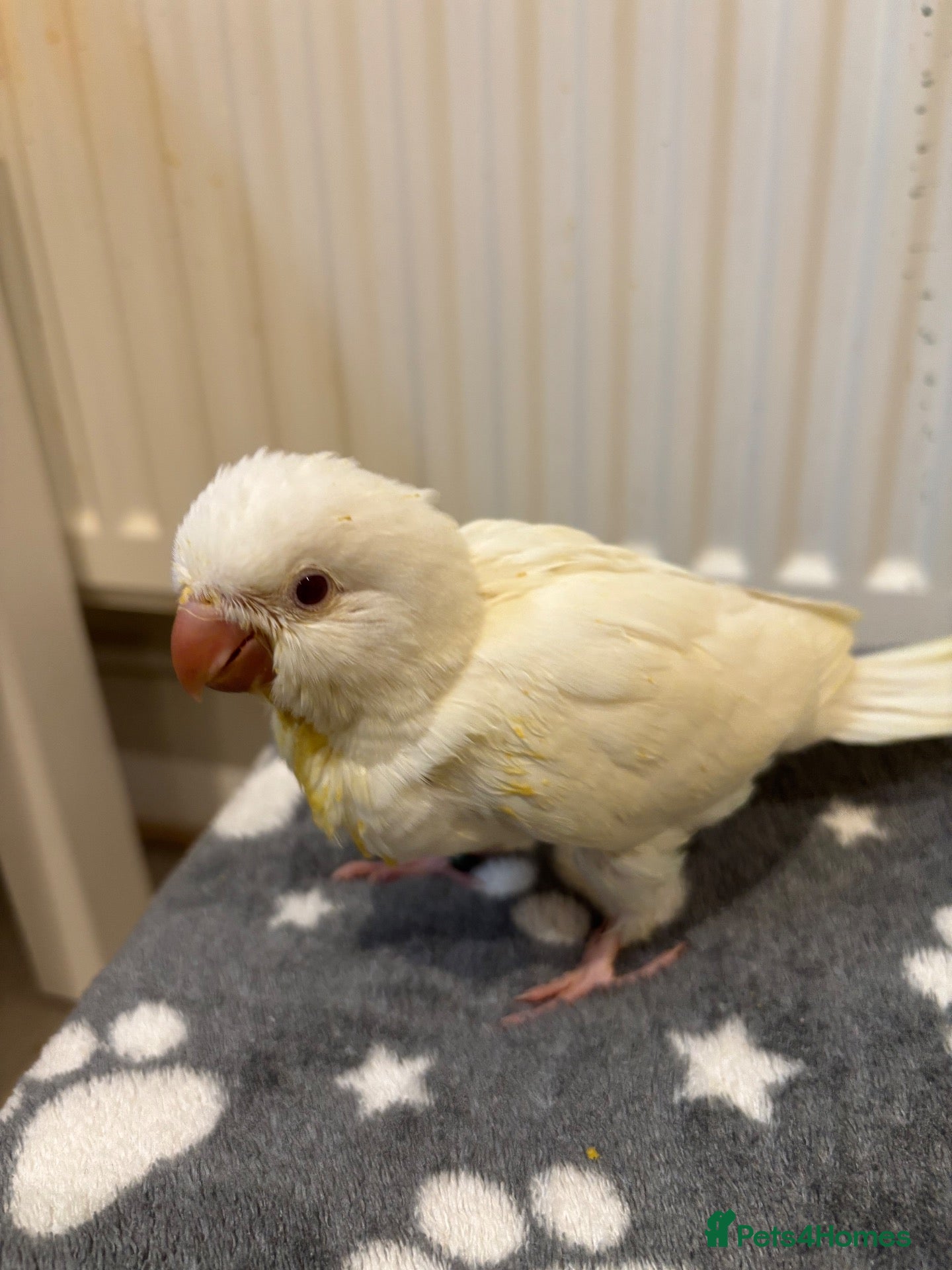 Parrots birds for sale: Hand reared Quaker for sale  - Advert 21