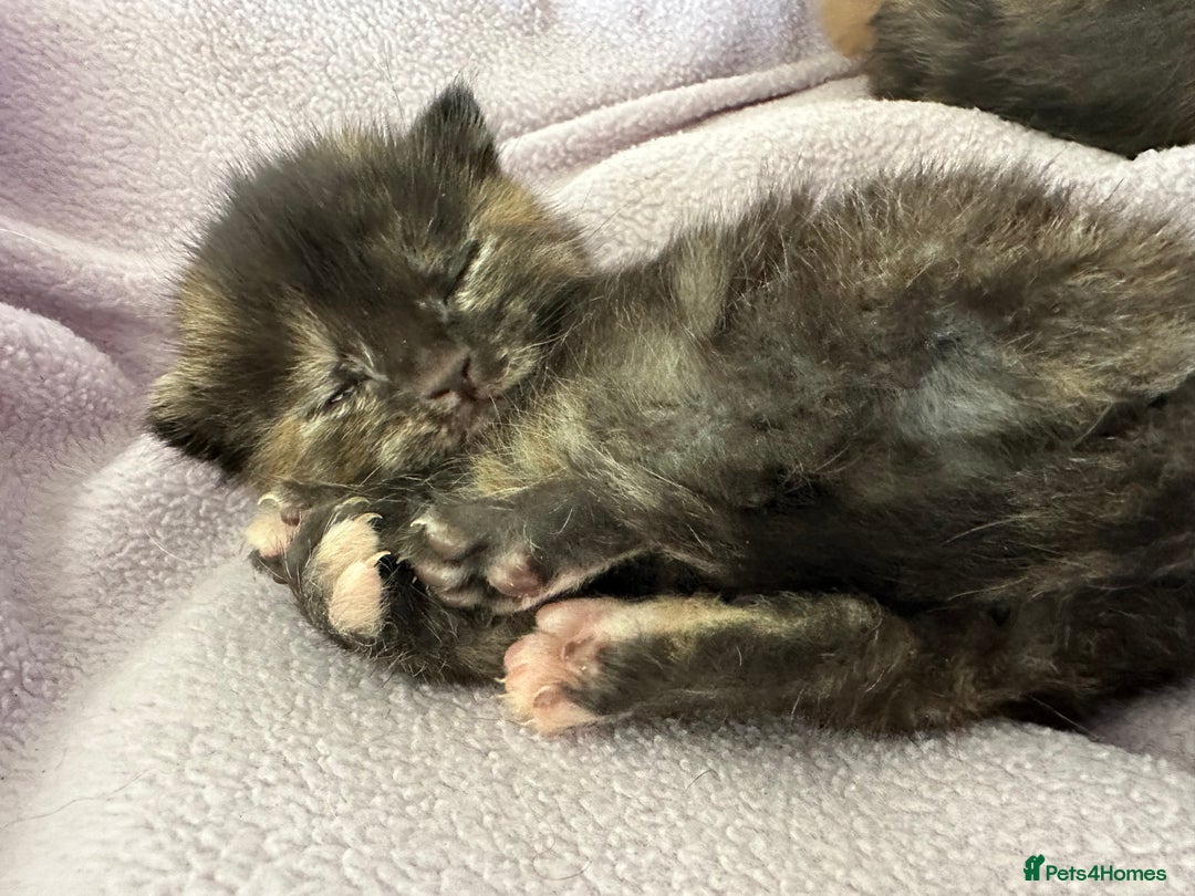Domestic Shorthair cats for sale: 8 Beautiful kittens with stunning markings  - Image 24