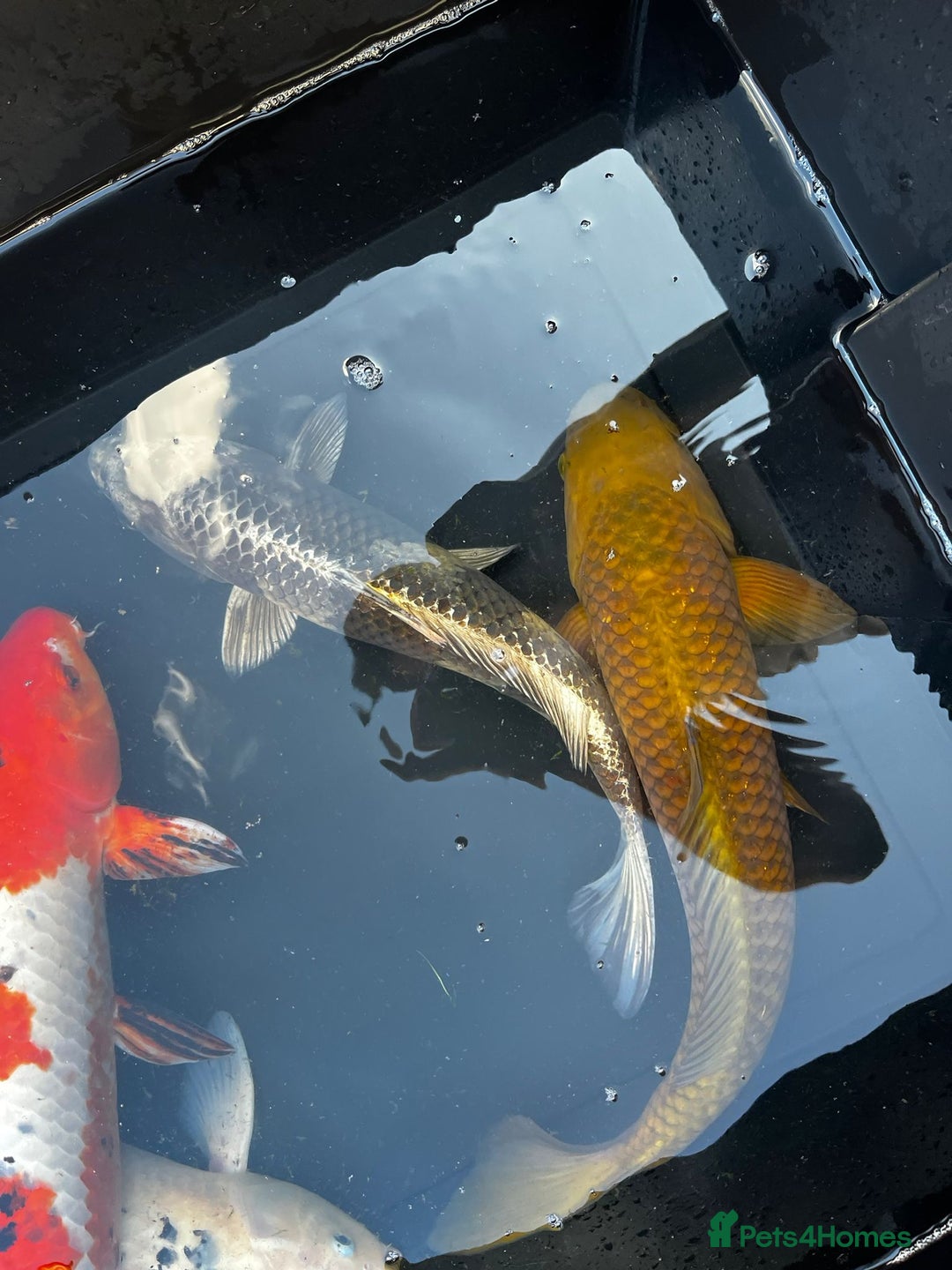 Koi Carp fish for sale: Japanese koi carp £100 each  - Image 24